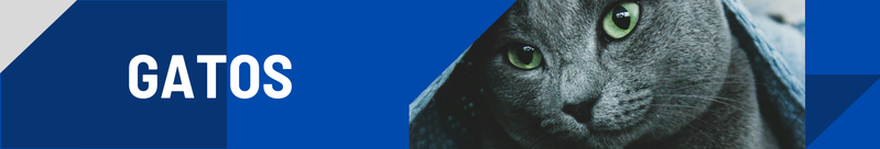 Gatos